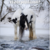 Terve hevonen: digitaaliset apuvälineet ja ruokintavinkit - Image 5