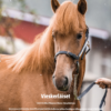Huippuratsastajien vinkit ratsastukseen - digi - Image 6