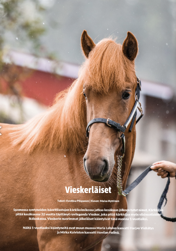 Huippuratsastajien vinkit ratsastukseen - digi - Image 6